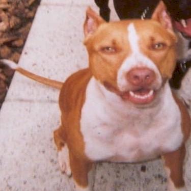 Top Of The Line Pits Rosie Red Pit Bull.jpg